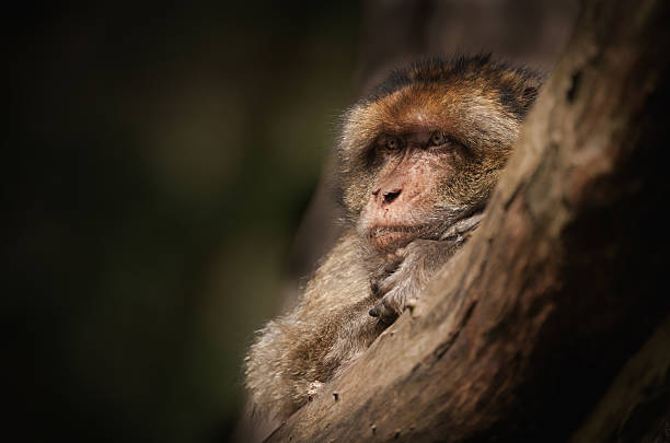 Homem Macaco de Berberie. - foto de acervo