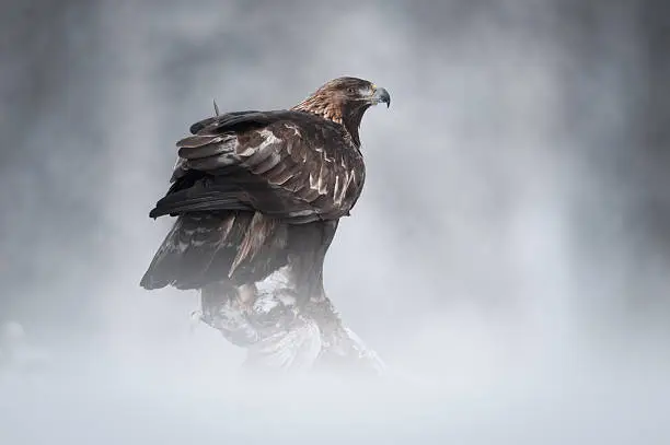 A female Golden Eagle in the wilderness of the Norwegian mountain winter.  Perched on a fallen pine, she is about to feed on her Ptarmigan prey.