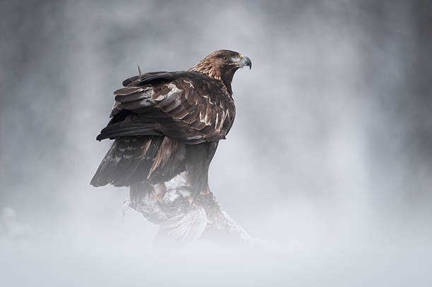 Golden Eagle - foto de acervo