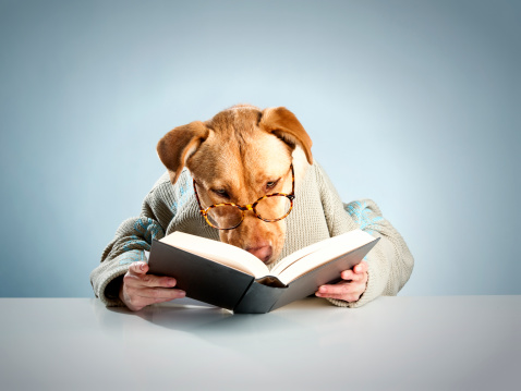 Dog with human hand simulation a person, it's reading a book.