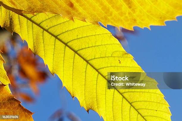 Zbliżenie Żółty Jesień Liść Z Słodki Kasztan Castanea Sativa - zdjęcia stockowe i więcej obrazów Bez ludzi