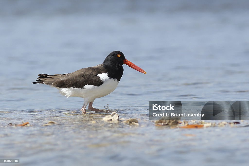 Ostrero americano - Foto de stock de A ver pájaros libre de derechos