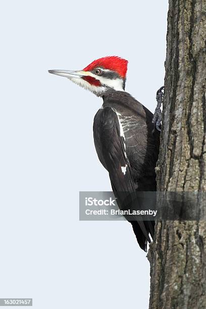 Photo libre de droit de Grand Pic Sur Un Chêne banque d'images et plus d'images libres de droit de Amérique du Nord - Amérique du Nord, Animaux à l'état sauvage, Arbre