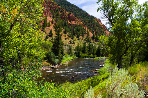 Eagle River Flowing Through Red Canyon in Summer - Popular fly fishing area along the Eagle River in the Vail Valley. Scenic landscape with lush green foliage and red rock cliffs in rugged canyon.