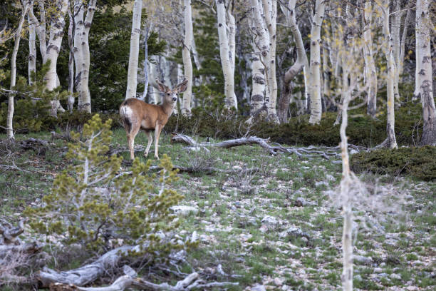 istock Young Buck in a birch forest 1630226224