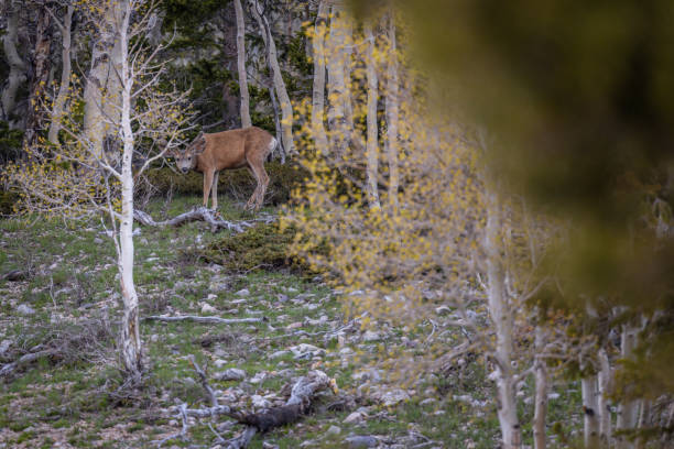 istock Young Buck in a birch forest 1630226226