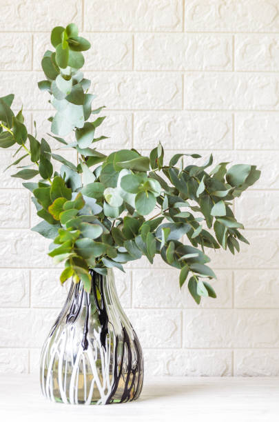 istock Eucalyptus in a glass vase. 1630228689
