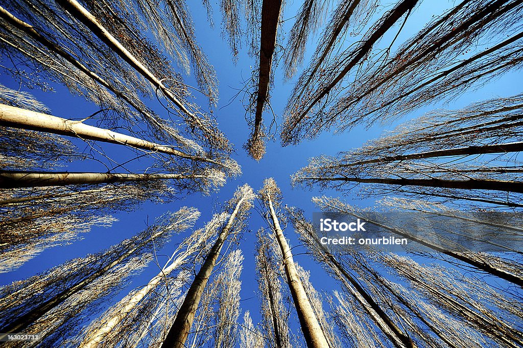 포플라 나무 대해 blue sky - 로열티 프리 0명 스톡 사진