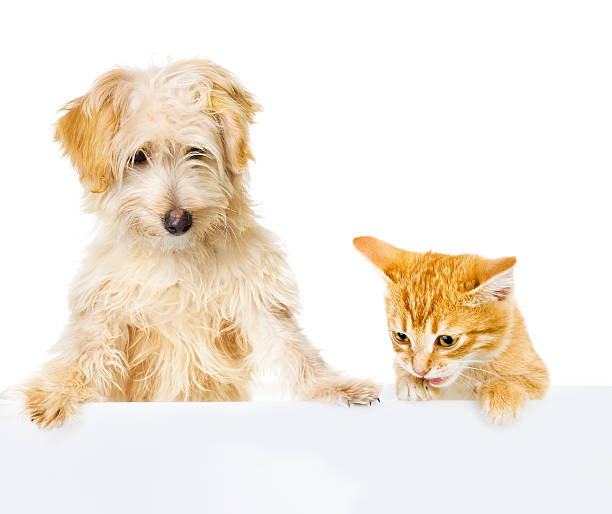 istock Cat and Dog above white banner 163023751