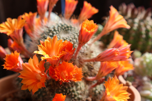 An impressive display of rarely occurring cactus blooms