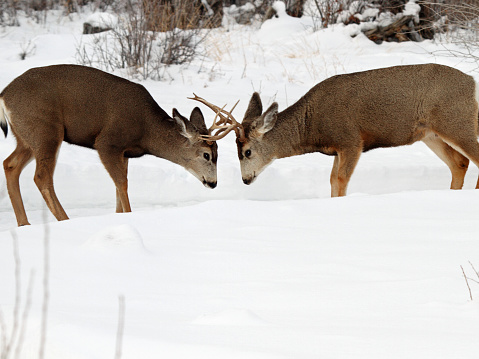 A pair of Mule deer Bucks fighting for dominance.