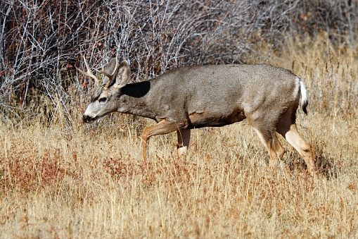 Old Red deer stag (Cervus elaphus) . Wild Deer.