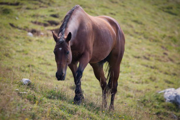 istock Horse grazing in the mountains. 1630266484