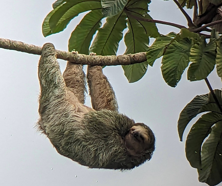 Sloth in a tree in the Sarapiqui Reserve Costa Rica