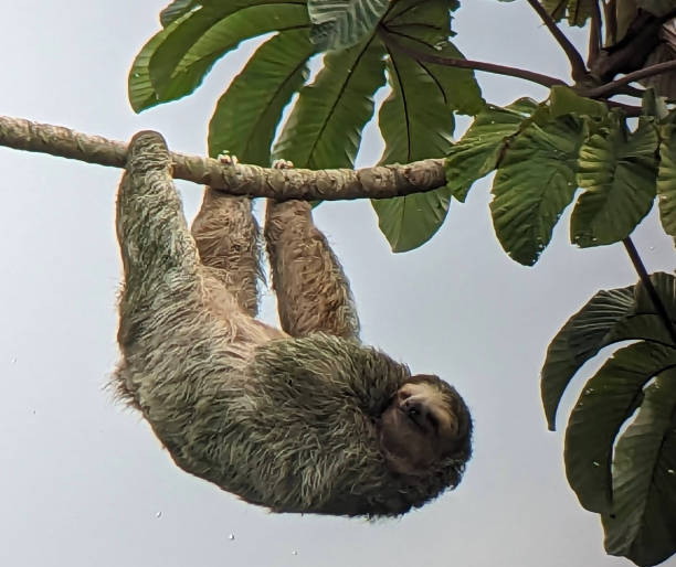 Sloth in Sarapiqui Reserve Costa Rica stock photo