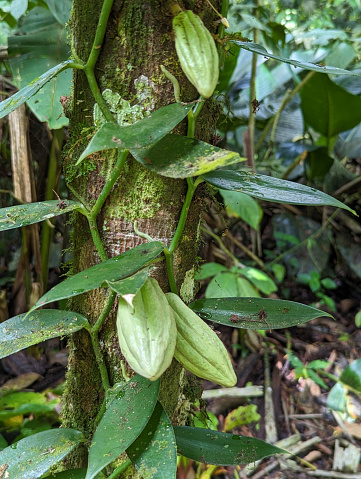 Cacao pods on rainforest tree in the Sarapiqui Reserve Costa Rica
