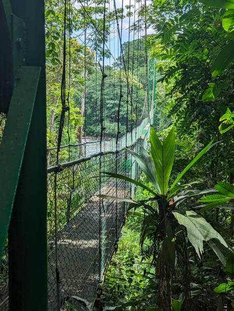 istock Hanging footbridge over rainforest river in Costa Rica 1630308107