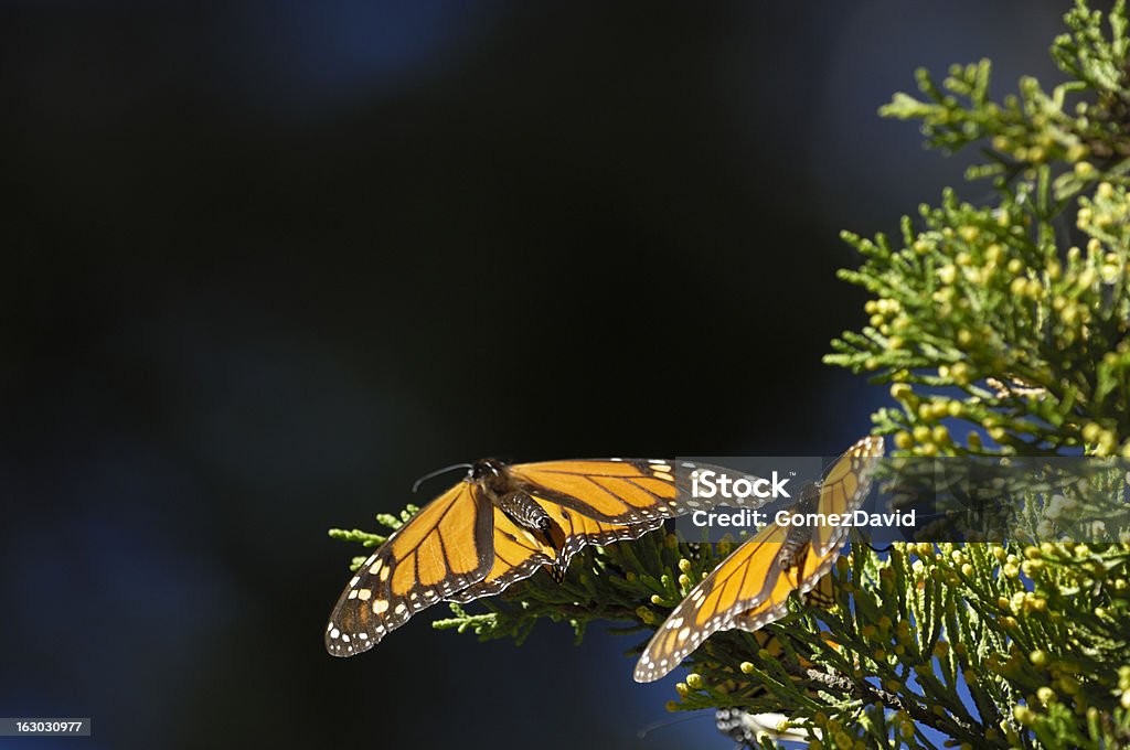 Close-up de insectos-monarca na ramificação - Royalty-free Borboleta Foto de stock