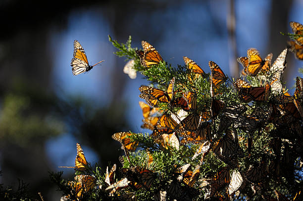 close-up of monarch 나비 분기 - winter migration 뉴스 사진 이미지