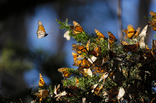 Monarch butterfly (Danaus plexippus) resting on a tree branch in their winter nesting area.