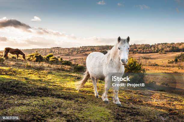 New Forest Ponies Roaming Wild Stock Photo - Download Image Now - New Forest, Pony, Hampshire - England