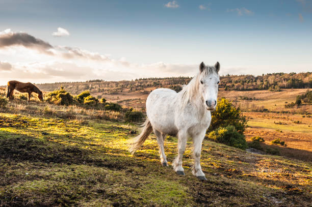 нью-форест ponies роуминга wild - hampshire стоковые фото и изображения