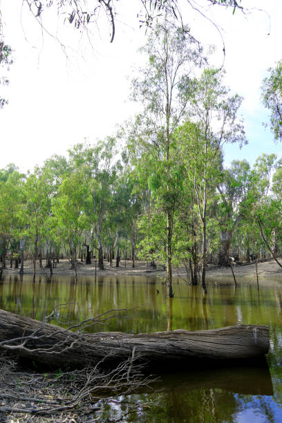 istock Lower Moira, Victoria, Australia 1630326713