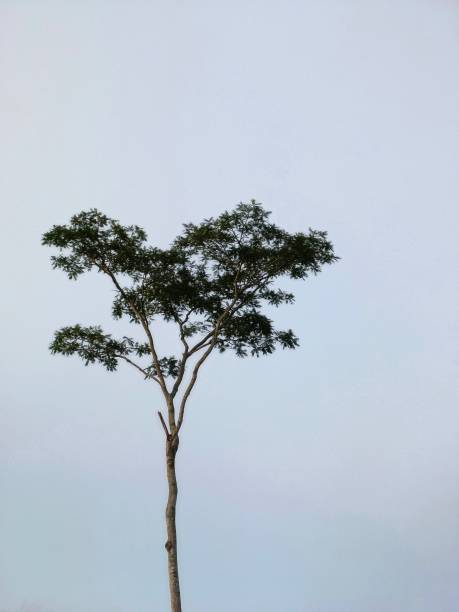 Defocused view of a single lonely tree isolated on blurry sky background