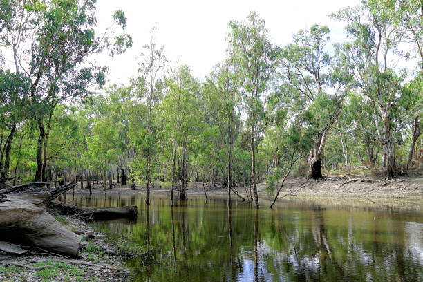 istock Lower Moira, Victoria, Australia 1630329795