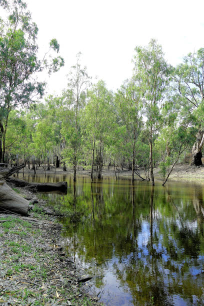 istock Lower Moira, Victoria, Australia 1630332497