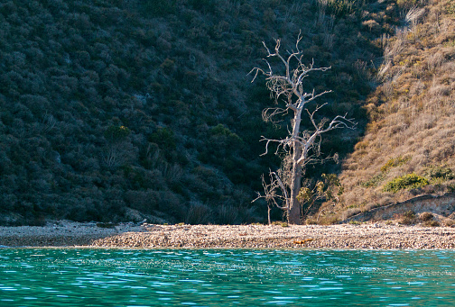Dead tree on Santa Cruz Island in the Channel Islands National Park near Santa Barbara California United States