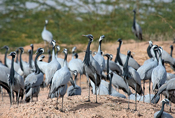Flock of Demoiselle Crane (Anthropoides virgo) at feeding ground at Kheechan, Rajasthan, India.