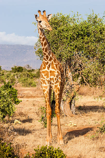 istock Free Giraffe in Kenya 163035093