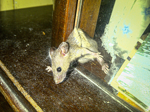 A mouse was trapped while trying to escape from glass cupboard