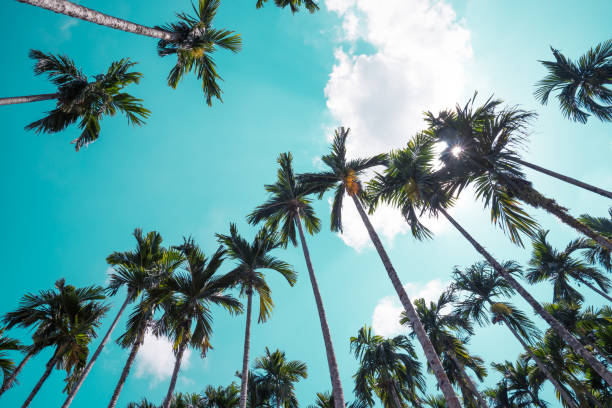 istock Areca nut or Betel Nuts palm tree with blue sky background in sunny day. 1630357230