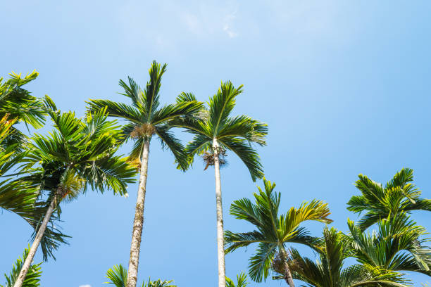 istock Areca nut or Betel Nuts palm tree with blue sky background in sunny day. 1630357310