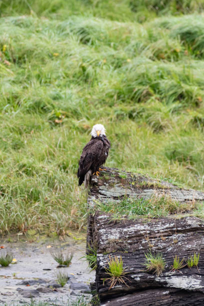 istock Photograph of a bald eagle perched on a log in its natural habitat. 1630357624