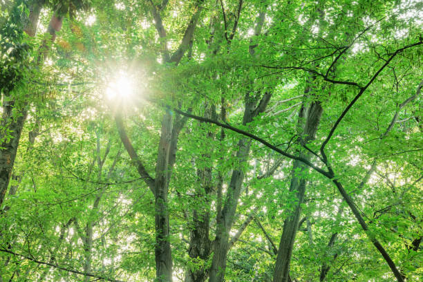 istock fresh green tree with beautiful color 1630364129