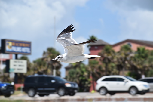 Houston, Texas USA 8-4-2023 - Portrait of a Seagull flying overhead with moderate traffic in the background, at Galveston Beach in Houston Texas