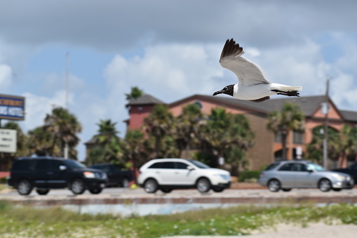 Houston, Texas USA 8-4-2023 - Portrait of a Seagull flying overhead with moderate traffic in the background, at Galveston Beach in Houston Texas