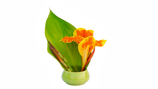 Canna flower, Red canna lily with leaf, Tropical flowers in a ceramic bowl isolated on white background, with clipping path