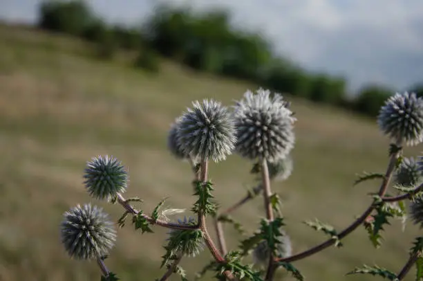 Beautiful round flower thorn mordovnik. High quality photo