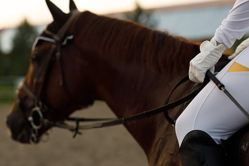 Side view close up of chestnut horse in harness with female rider jockey in white uniform with stack