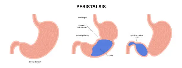 Vector illustration of Peristalsis movement poster