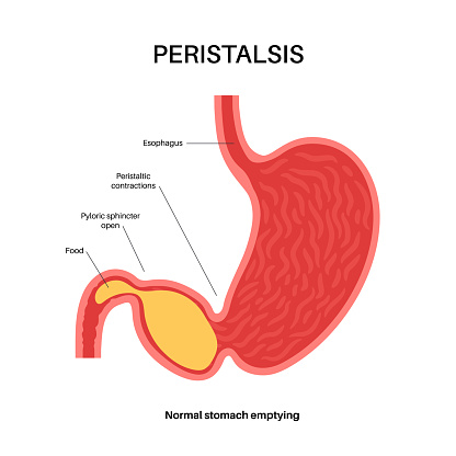 Peristalsis movement anatomical poster. Muscles moves chyme through digestive system. Gastrointestinal tract concept. Food in the human body.  Esophagus stomach and intestines flat vector illustration