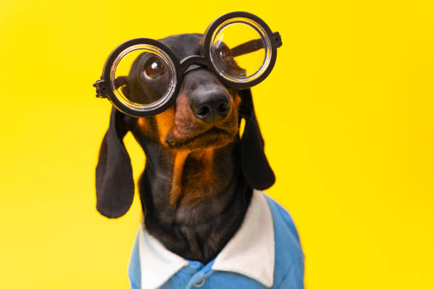 istock Excellent pupil with glasses Children myopia, genius, nerd prodigy poor eyesight 1630426387