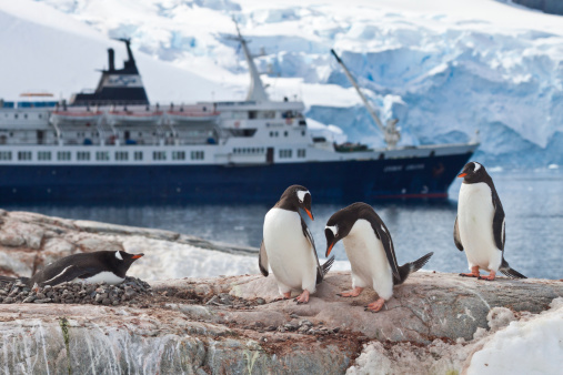 Group of four gentoo penguins (pygoscelis papua) on Petermann Island (65°10´S, 64°08´W) with a cruise ship and a glacier wall of the antarctic peninsula in the background. One penguin ist breeding. 
