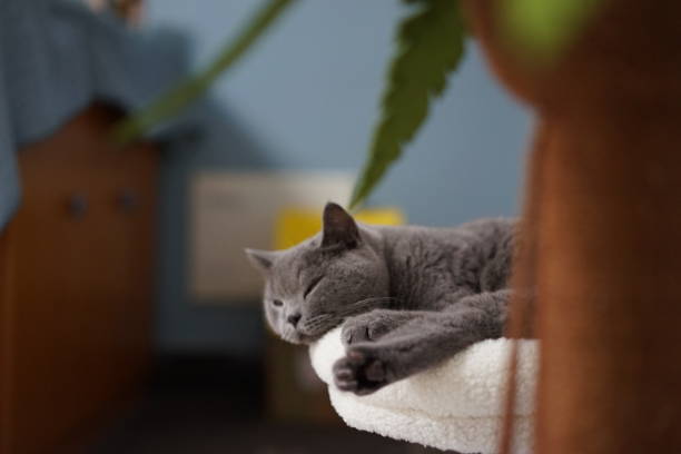 istock British shorthair blue cat lie on the cushion 1630450369