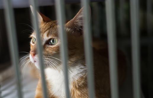 Image of a Ginger Cat inside Stray Cat Shelter
