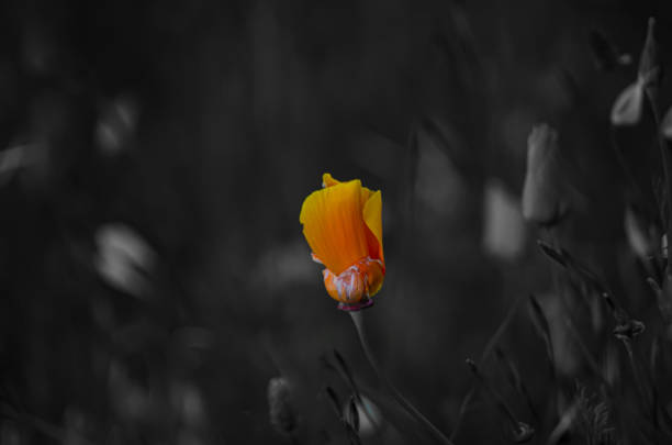 istock Golden poppy 1630461401